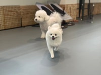 내가 더 애견 유치원,호텔,카페