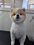 댕댕이미용실