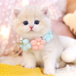 강남고양이분양 호야캣