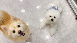 도그인포레스트 애견호텔&유치원