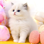 강남고양이분양 호야캣