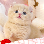 강남고양이분양 호야캣