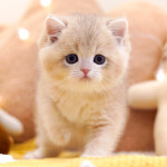 강남고양이분양 호야캣