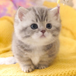 강남고양이분양 호야캣