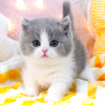 강남고양이분양 호야캣