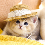 강남고양이분양 호야캣