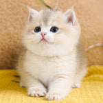 강남고양이분양 호야캣