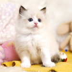 강남고양이분양 호야캣