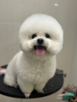 땡큐베리도그