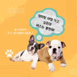 가자펫택시