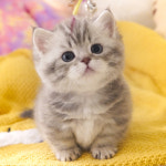 강남고양이분양 호야캣