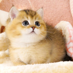 강남고양이분양 호야캣