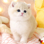 강남고양이분양 호야캣