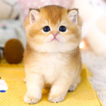 강남고양이분양 호야캣