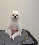 특별하개