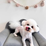 앤더독 반려견미용실