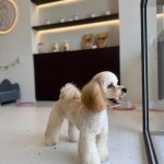 앤더독 반려견미용실