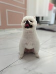 특별하개