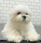 베베멍 강아지분양 고양이분양 시흥본점