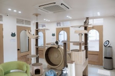 우다닥 고양이호텔 미용