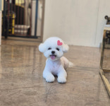 블랑퍼피 펫살롱