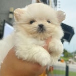 베베멍 강아지분양 고양이분양 시흥본점