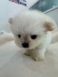 베베멍 강아지분양 고양이분양 시흥본점