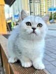 베베멍 강아지분양 고양이분양 시흥본점