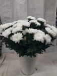 임마누엘화원