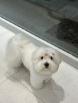 러브시티독