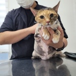 야옹이 GROOMING