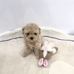 청주강아지분양 애견입양 애견미용 바른펫