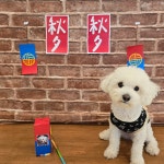 솔솔애견유치원