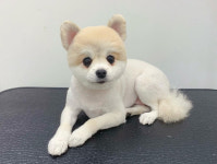 댕모먼트