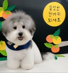 몽블리 펫샵