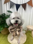 댕이의하루,애견유치원 애견호텔
