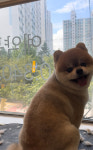 특별하개