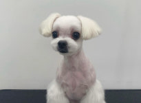 댕모먼트