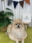 댕이의하루,애견유치원 애견호텔