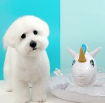 몽블리 펫샵