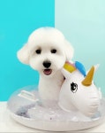 몽블리 펫샵