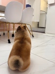 특별하개