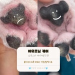 애견미용실 또이쁜댕