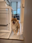 특별하개