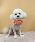 뽀송하개