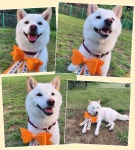 강생이마당