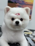 뽀르몽