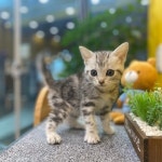 천안 강아지분양 고양이분양 나라애견 불당점