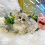 천안 강아지분양 고양이분양 나라애견 불당점