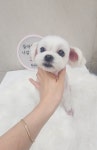 화려하개